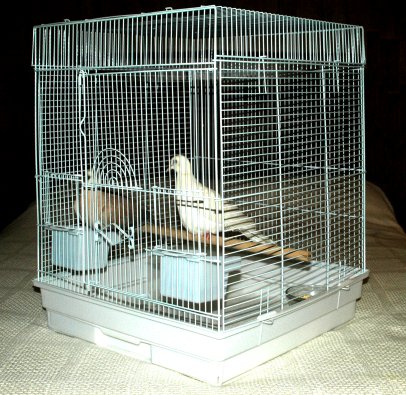 Ringneck Doves Diamond Dove Home Page 